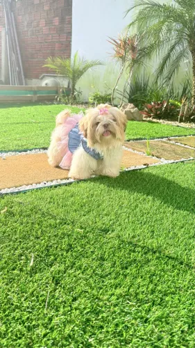Shih tzu fêmea bem pequenininha