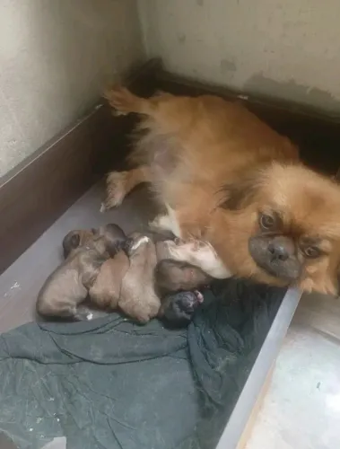 Baby machinho de Pequinês o último