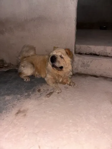 Doa-se Chow Chow porte americano 
