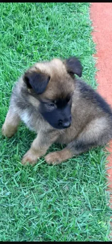 Filhote de pasto malinois