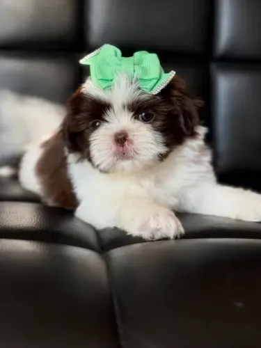 Filhotes de shih tzu fêmea linhagem chocolate!