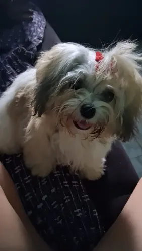 lhasa apso