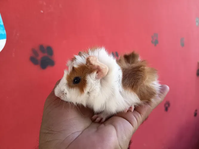 Porquinho da índia