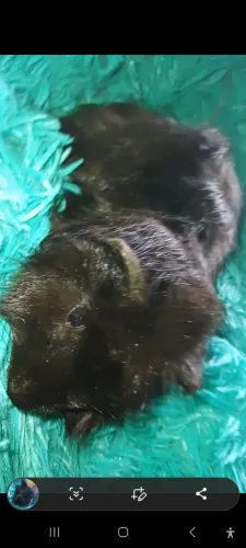 Porquinho da india 60