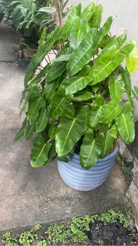 Planta natural imbé 