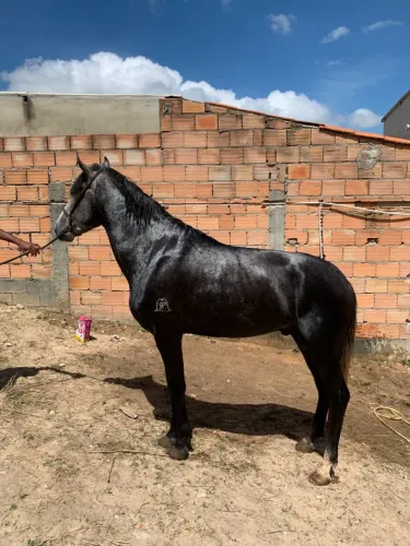 Cavalo inteiro 