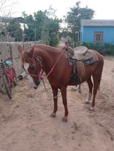 Vendo ou negocio