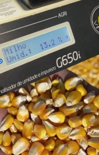 Milho em Grãos Seco - Alta Qualidade Direto da Fazenda