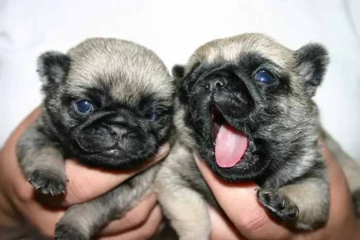 Filhote de Pug fêmea 