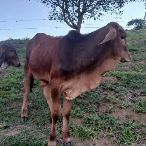 Bezerro nelorado, de inseminação.