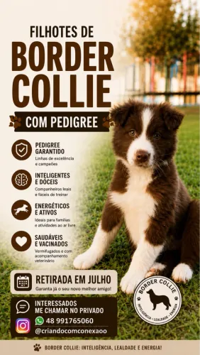 FILHOTES BORDER COLLIE PURO