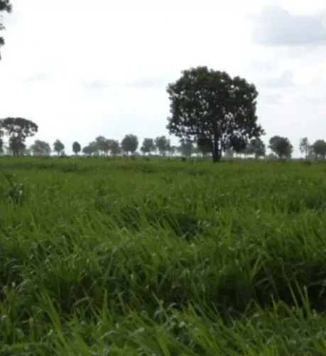 Fazenda de 1.331 hec em tangará da serra MT. R$:19.250.000.00