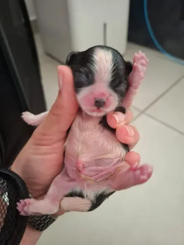 Vendo shih tzu filhote