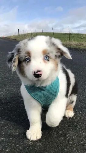 Border Collie 