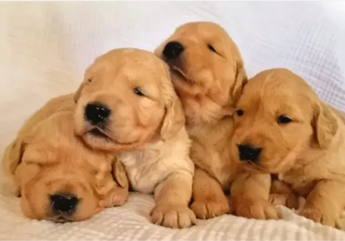 Golden Retriever - Só 2 disponíveis com pedigree- Leia a descrição para info.