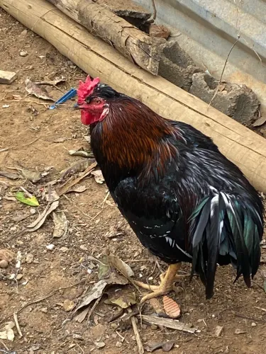 Galo