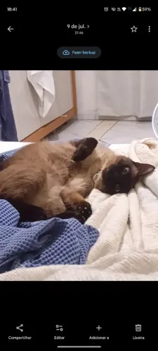 Adoção de casal de gatos