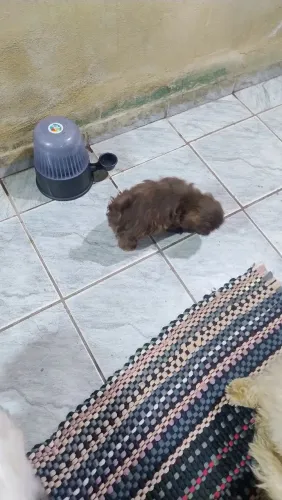Filhotes de Shih Tzu legítimos a pronta entrega fazemos entregas ou pode vir retirar bscr