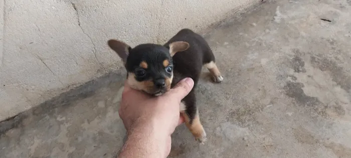 Mine Pincher macho disponível para venda. .a