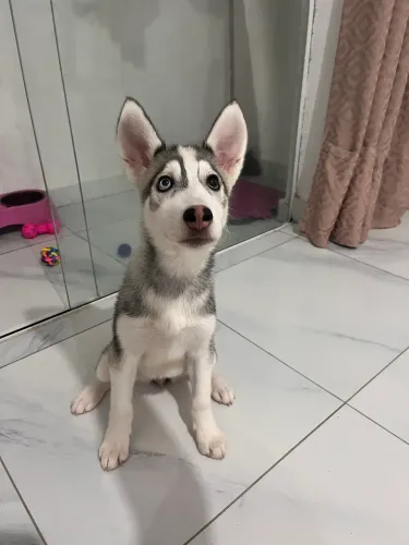 Husky siberiano de raça pura