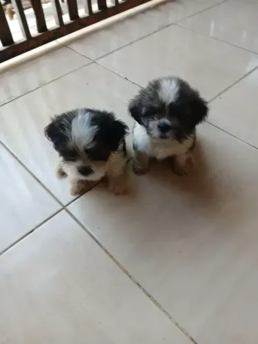 Vendo cachorro shitzu macho59