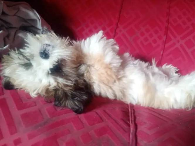 Filhotes SHIH TZU