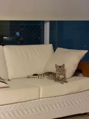 Gato Bengal Macho, vacinado, vermifugado, com chip