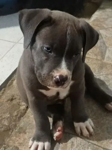 Filhote Pit Monster