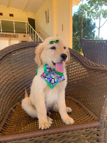 Vendo GOLDEM RETRIEVER