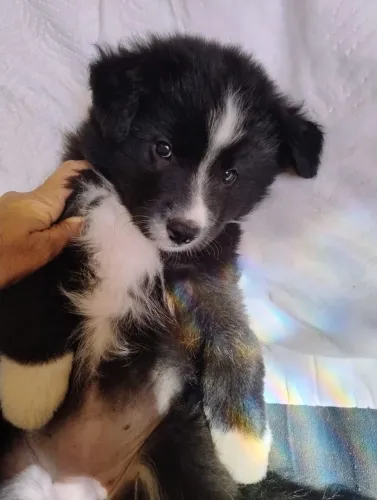 Border Collie fêmea