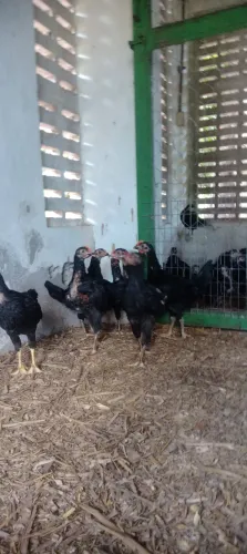Pintinhos e frango caipira.