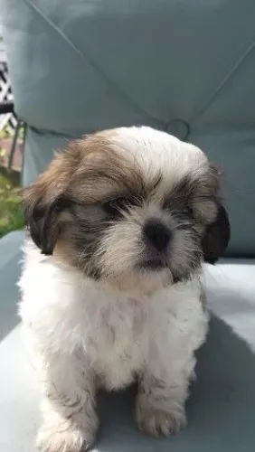 Shih Tzu A Venda!!