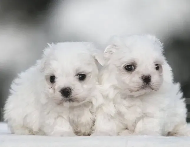 Filhotes de Maltês White Miniatura Esperando por Você