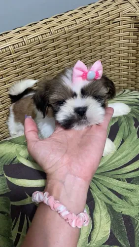 Shih Tzu fêmea 12x sem juros
