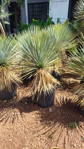 mudas de Yucca rostrata