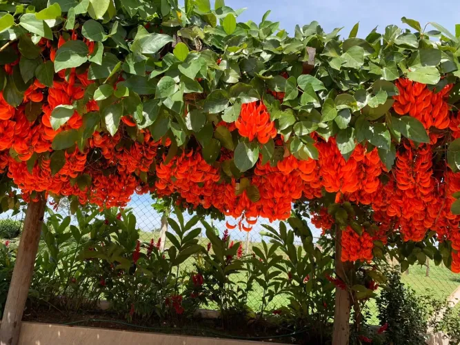 Fazenda de luxo em Uberlândia