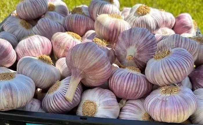 Caixa de alho 10kg