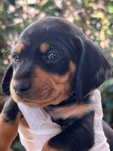 Basset Teckel: Baixinhos, elegantes e carinhosos