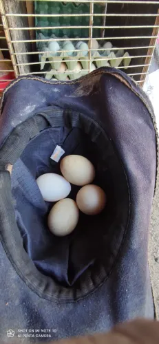 Ovos galados de pata 