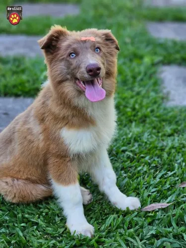 Border Collie | Entrega em Goiânia dia 04 e 12/11
