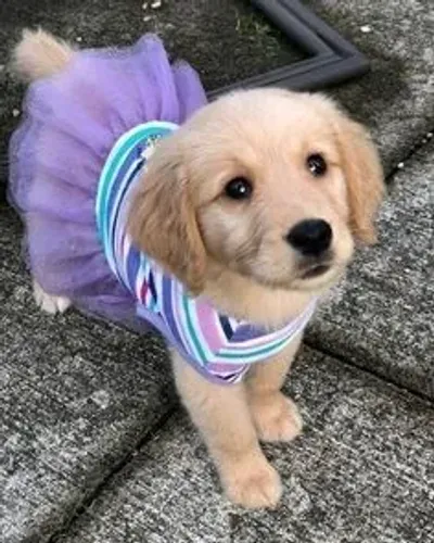 Filhote Golden Retriever Fêmea vestida de menina