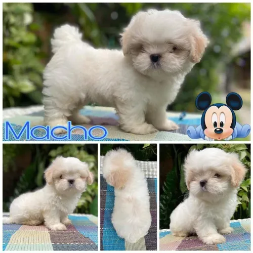 Maltês. Um lindo e charmoso menino disponivel 