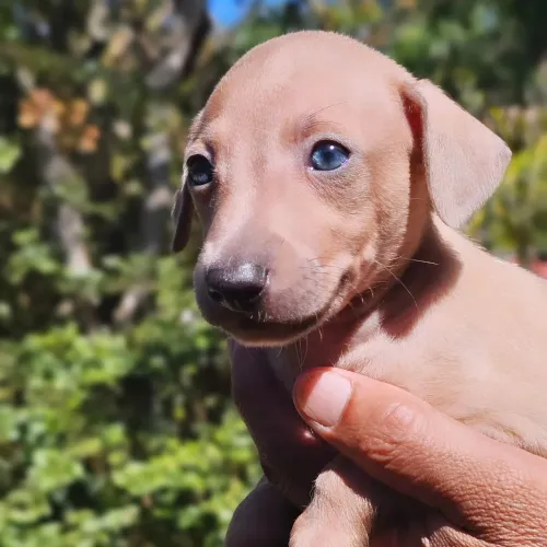 Galgo Italiano Machinho - SOMOS DO RJ