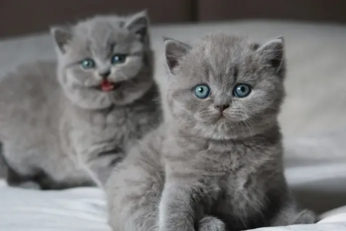 Filhote British Shorthair 