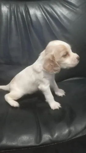 Cocker Spaniel: elegância, carinho e diversão em um só cão!