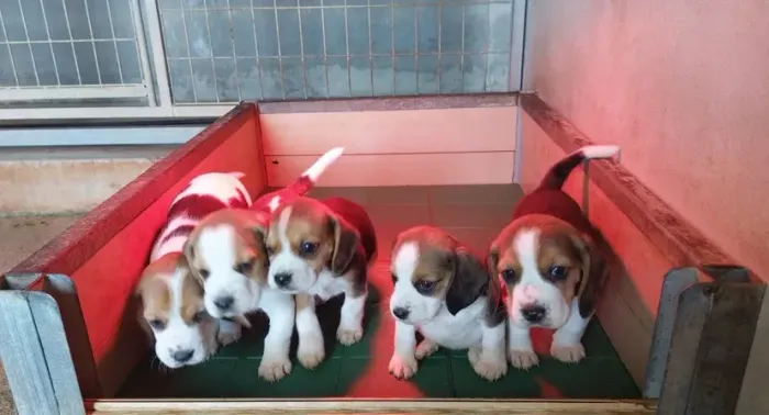 Ninhada com 5 fêmeas de Beagle tricolor todas com 58 dias vacinadas e com pedigree
