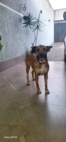 Adoção responsável de uma linda cachorra