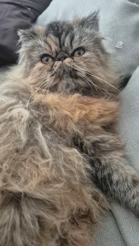 Gata persa alto padrão