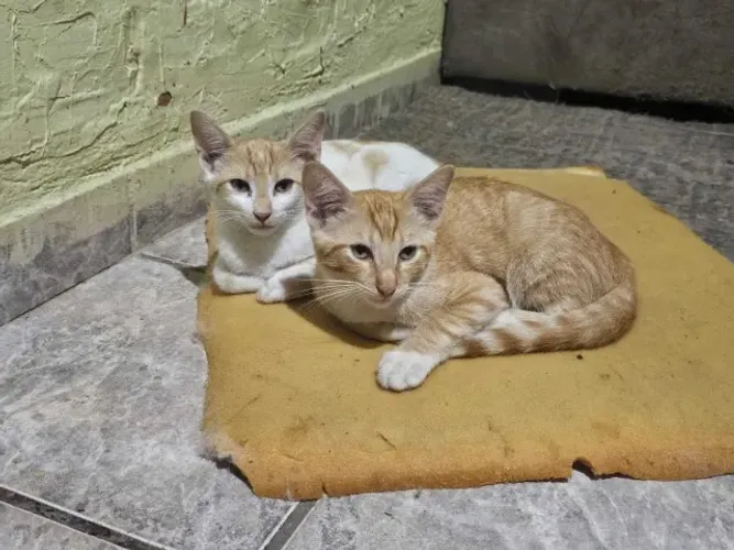 Doando Gatos Macho e Femeas Lindos ( PREFERENCIA pra quem levar 2 juntos )  !!! -Entregamo