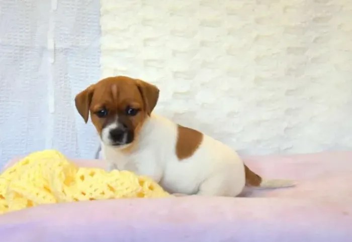 Jack Russell filhotes lindos à venda hoje
